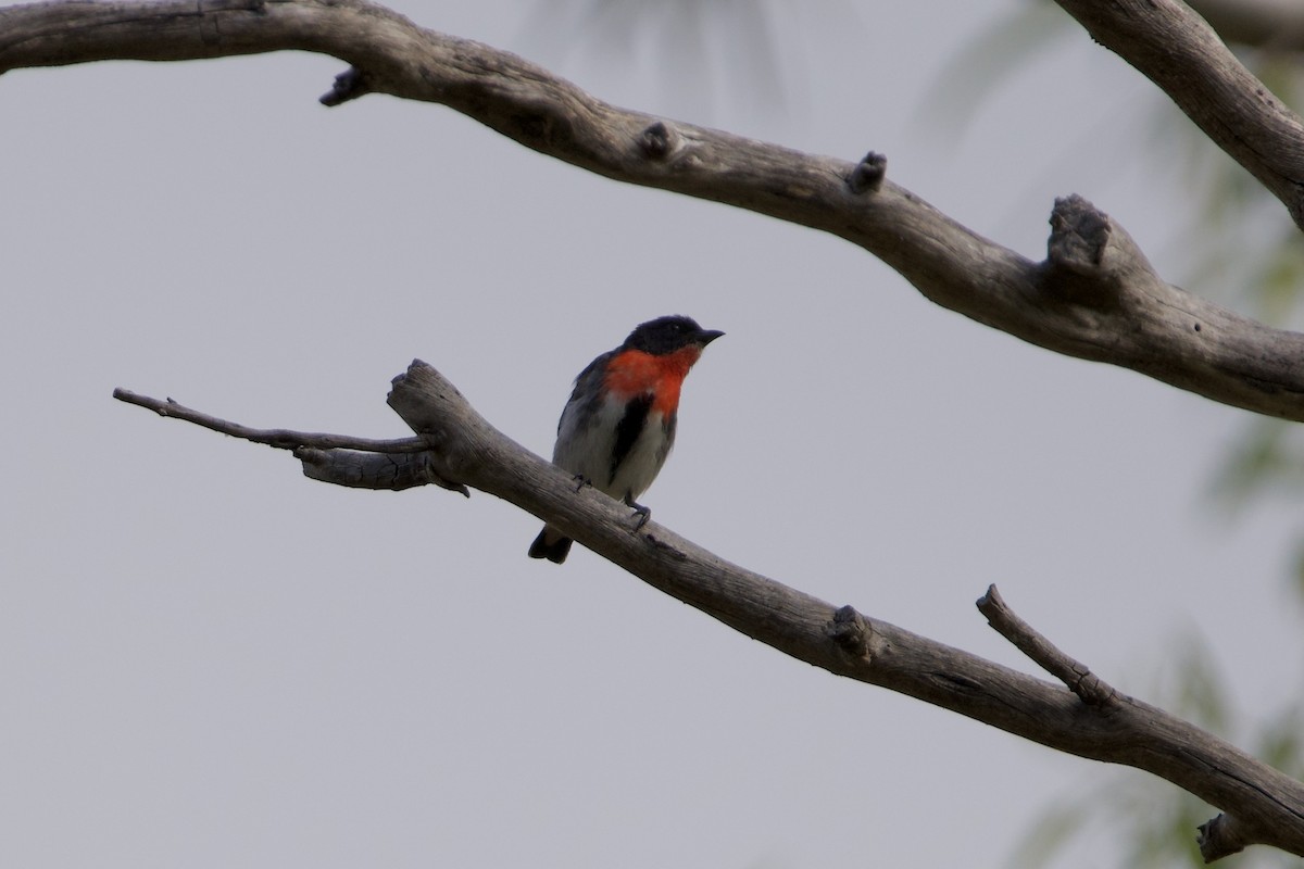 Mistletoebird - ML647203318