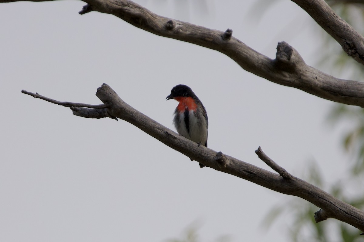 Mistletoebird - ML647203319