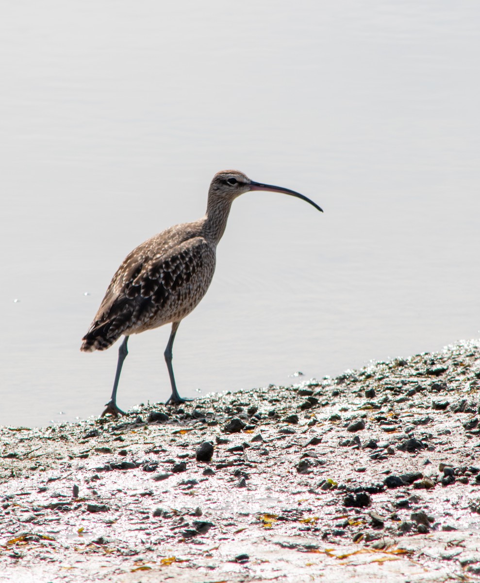 koliha americká - ML647203324