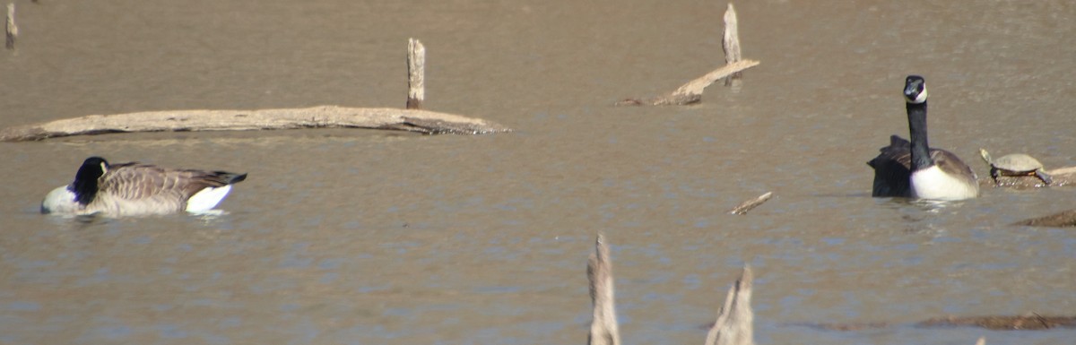 Barnacla Canadiense Grande - ML647203329