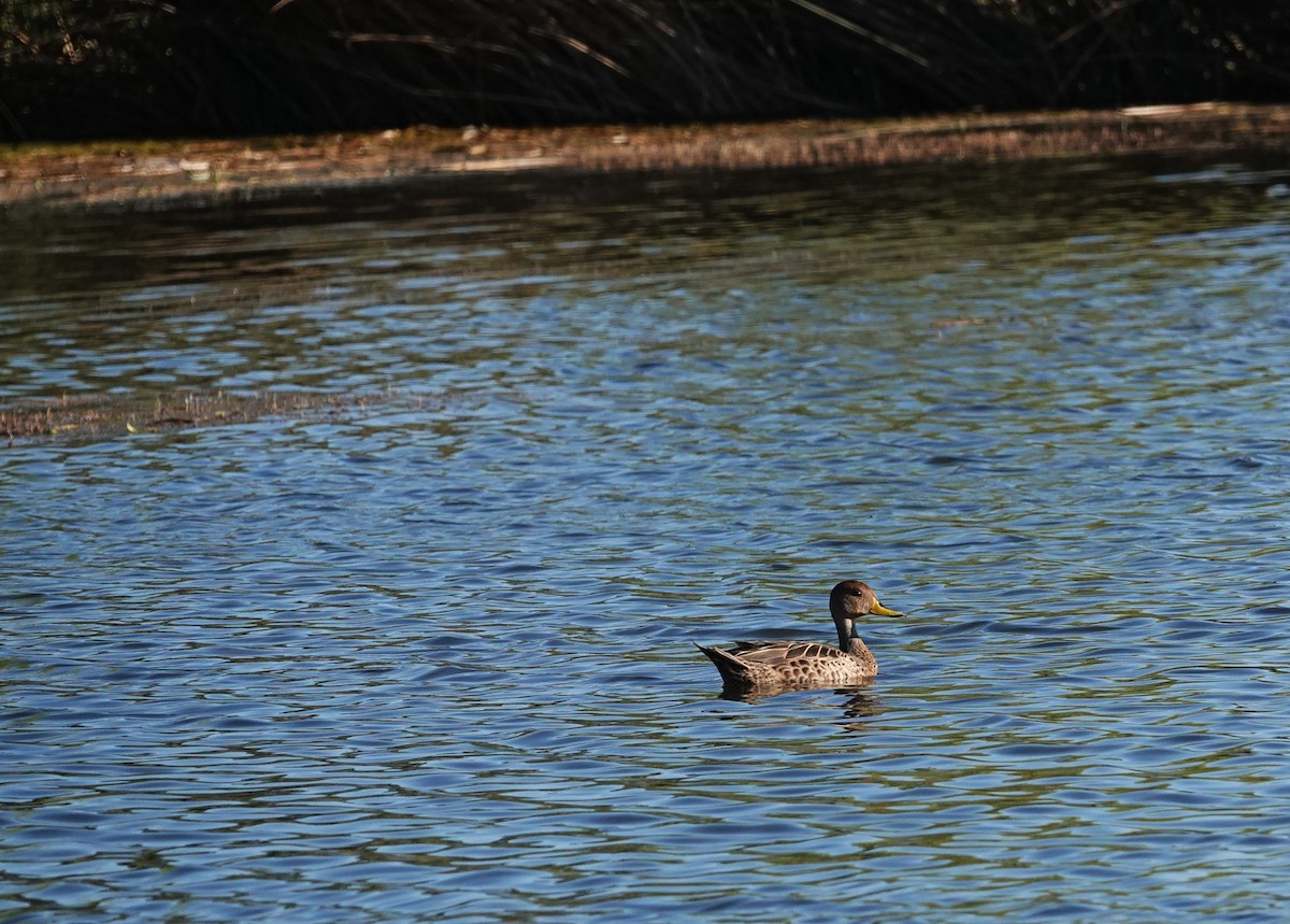 Yellow-billed Pintail - ML647203330