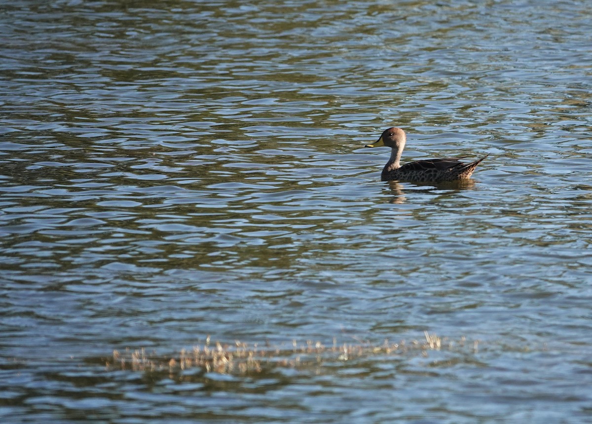 Yellow-billed Pintail - ML647203331