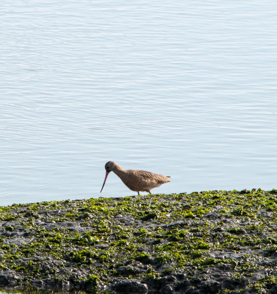 břehouš velký - ML647203335