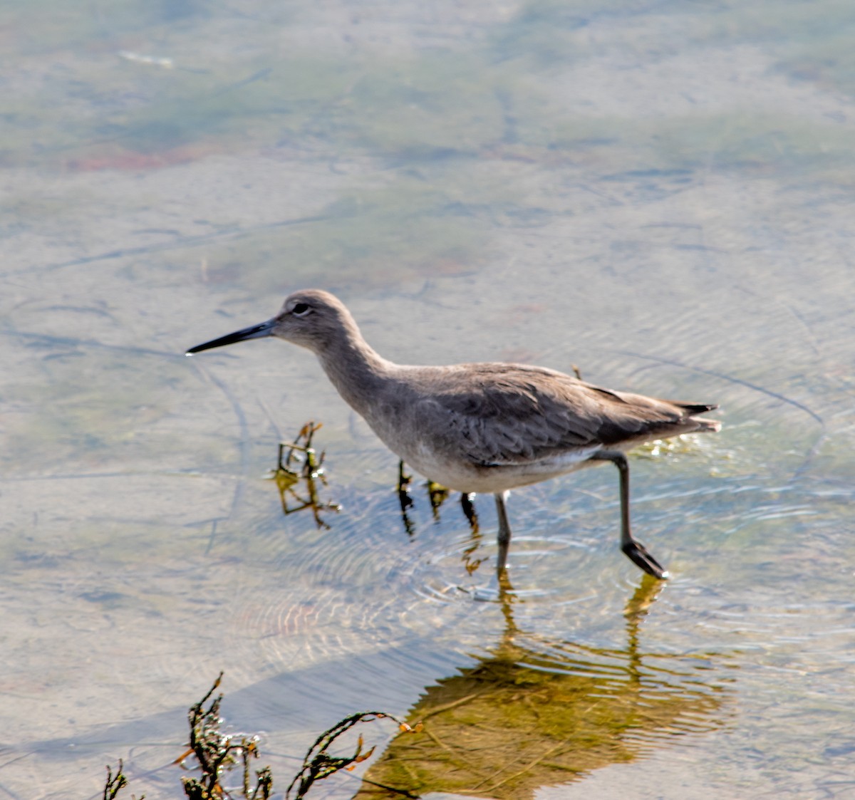 vodouš břehoušovitý - ML647203359