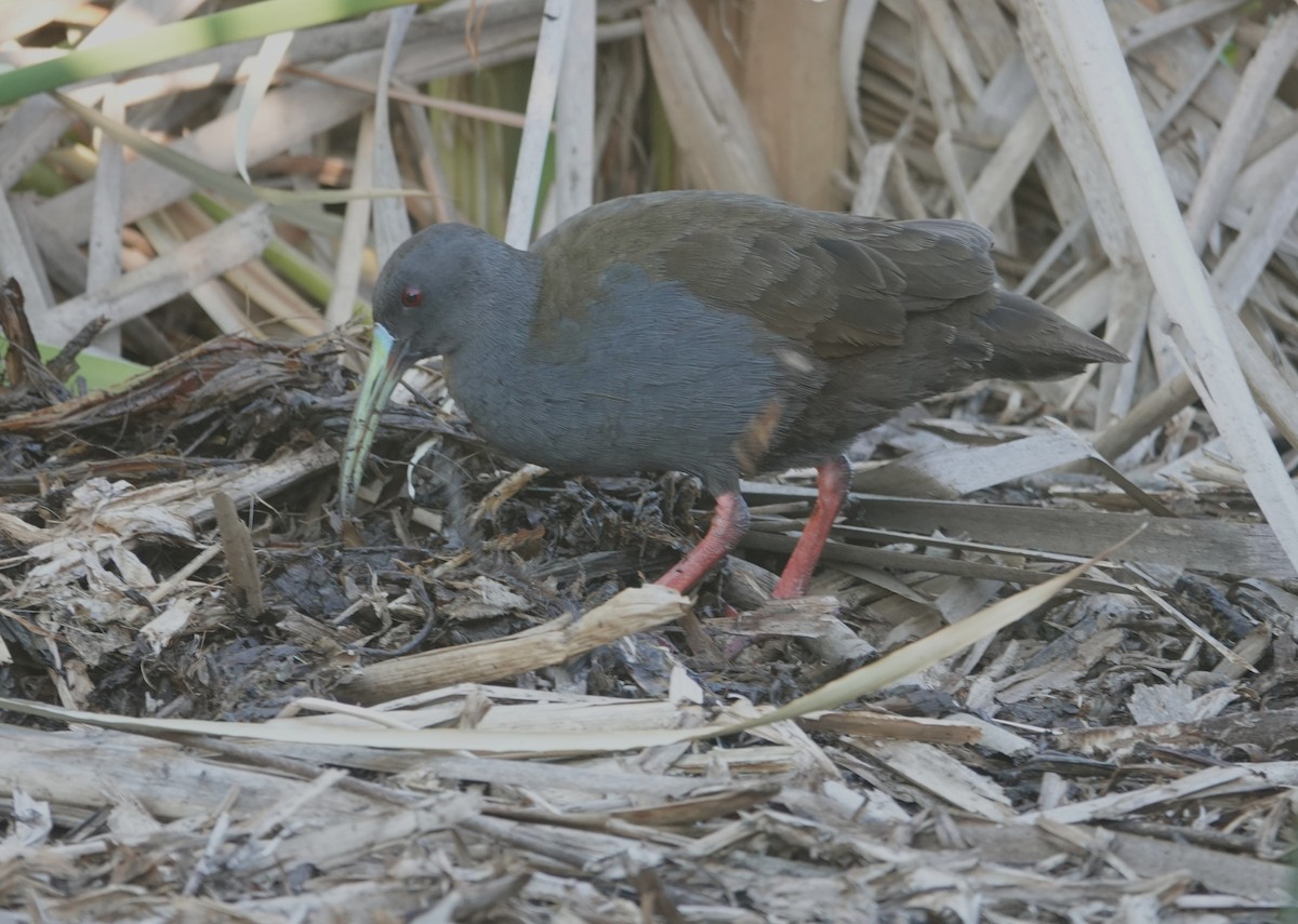 Kurşuni Sukılavuzu - ML647203363