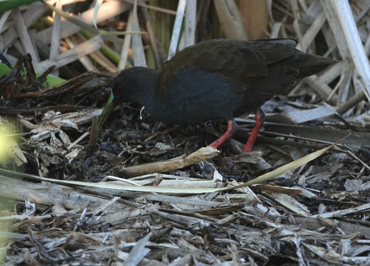 Kurşuni Sukılavuzu - ML647203364