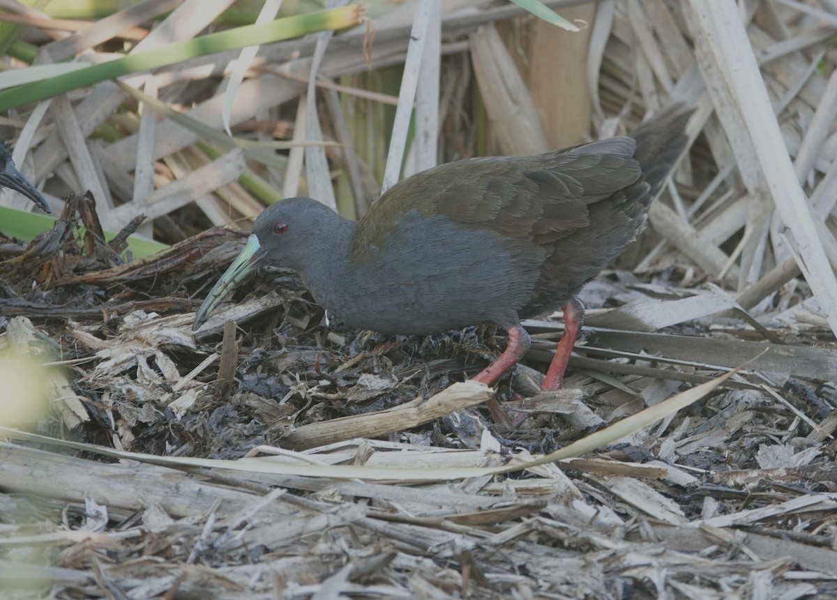 Kurşuni Sukılavuzu - ML647203365