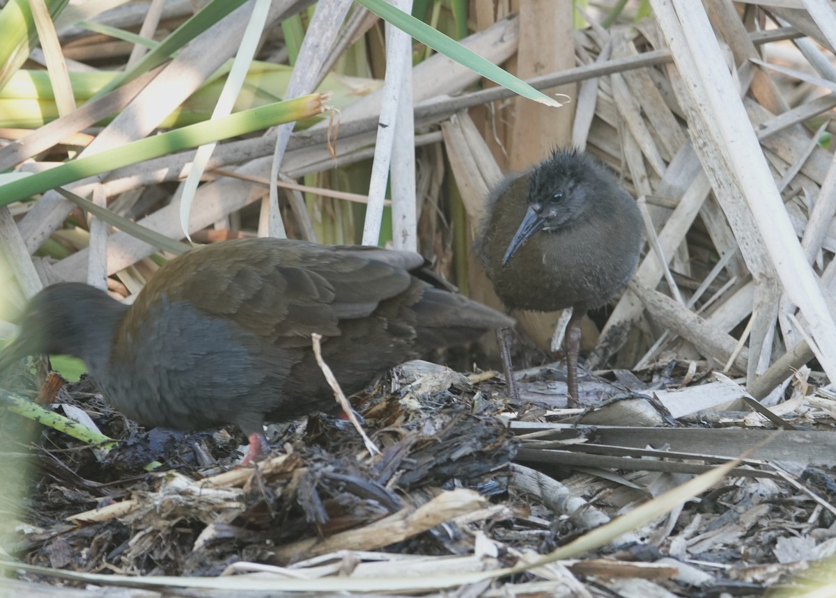 Kurşuni Sukılavuzu - ML647203366