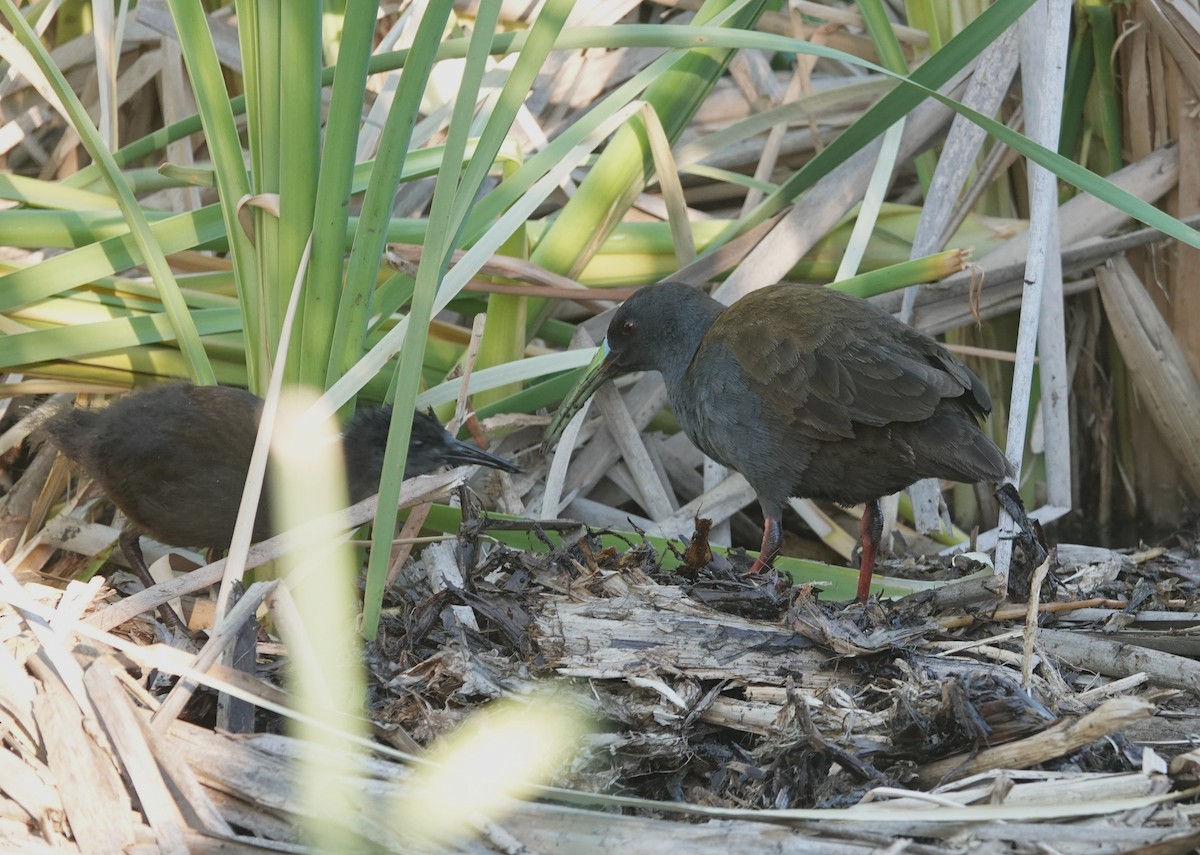 Kurşuni Sukılavuzu - ML647203367