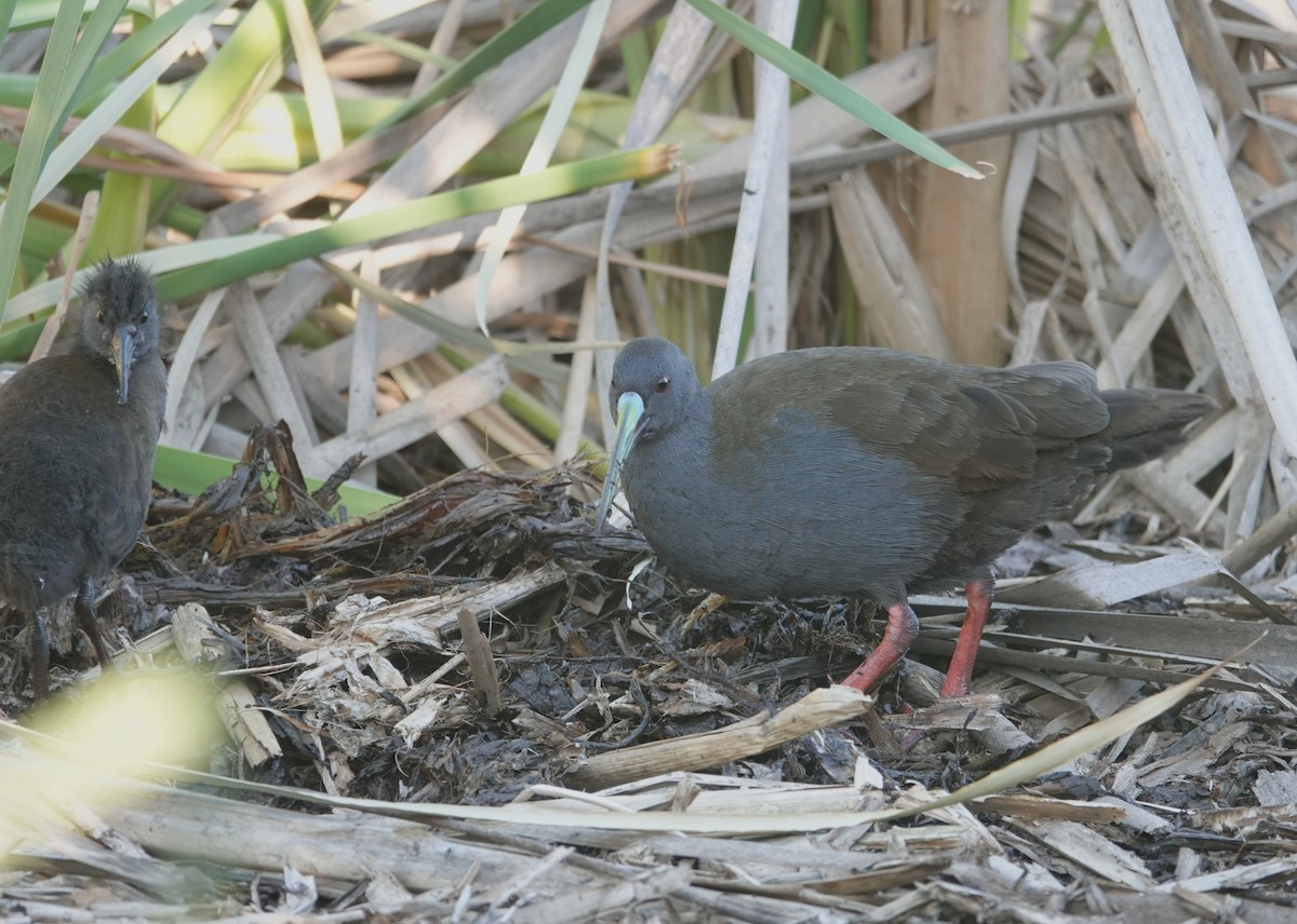 Kurşuni Sukılavuzu - ML647203368