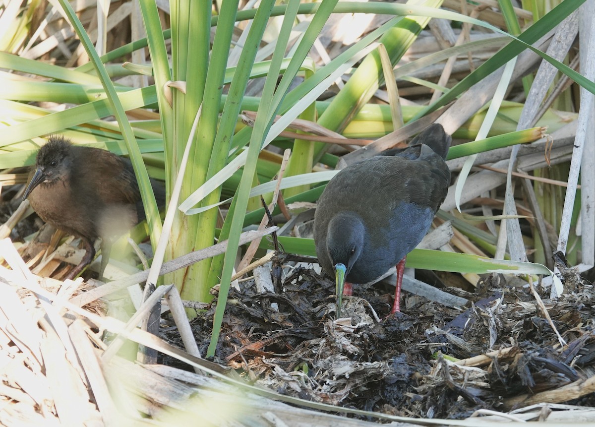 Kurşuni Sukılavuzu - ML647203369