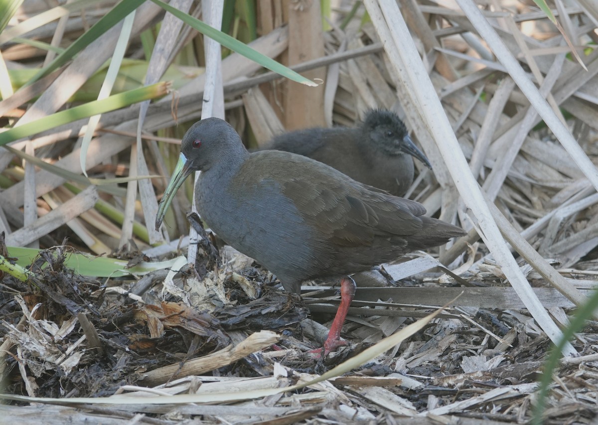 Kurşuni Sukılavuzu - ML647203370