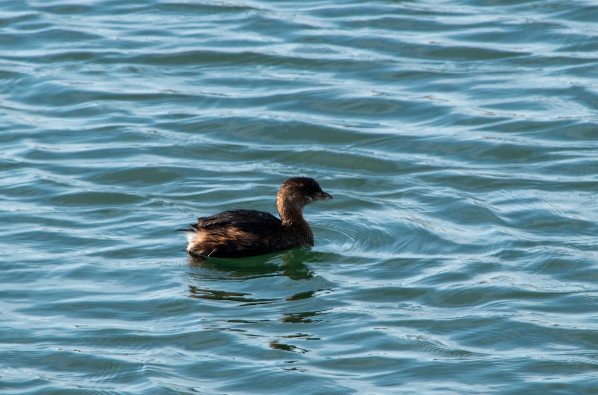 potápka americká - ML647203374