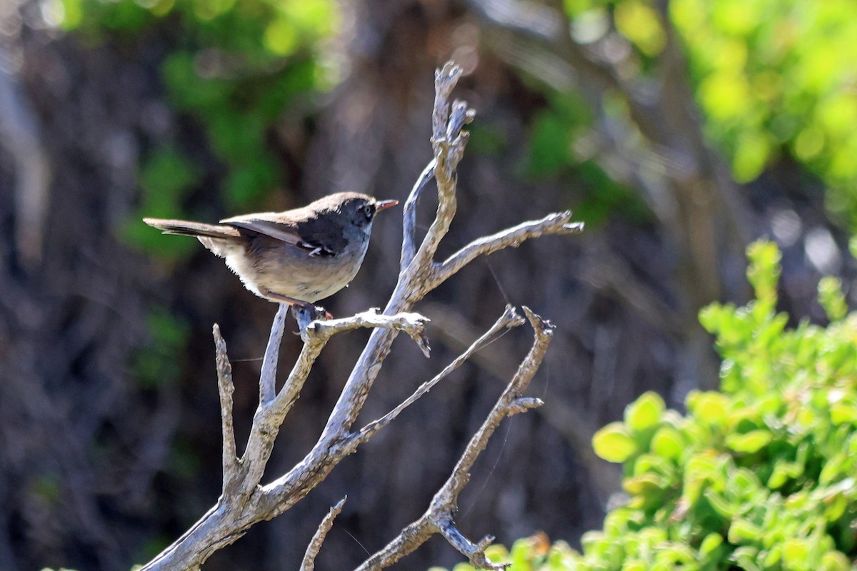 Benekli Serikornis - ML647203380