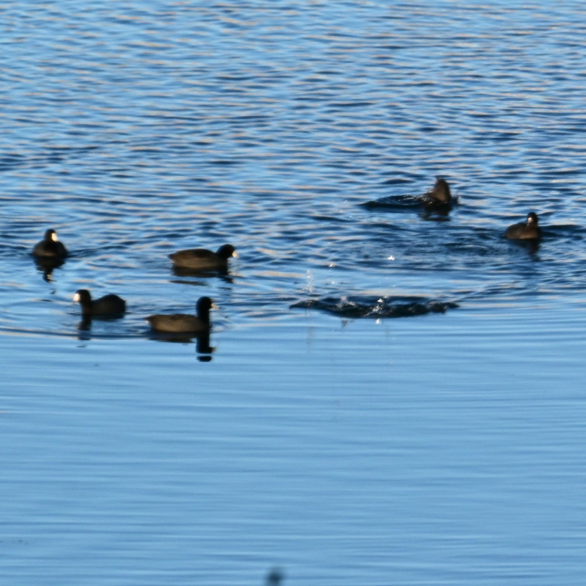 Kopetazuri amerikarra - ML647203381