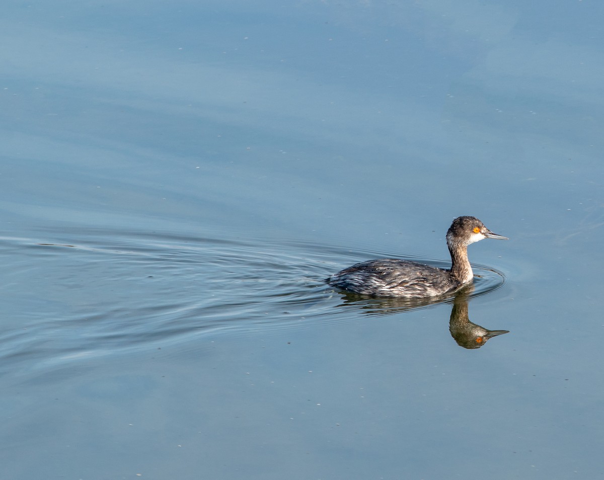 potápka černokrká - ML647203382