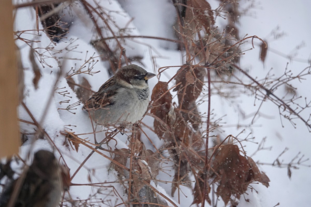 דרור הבית - ML647203393