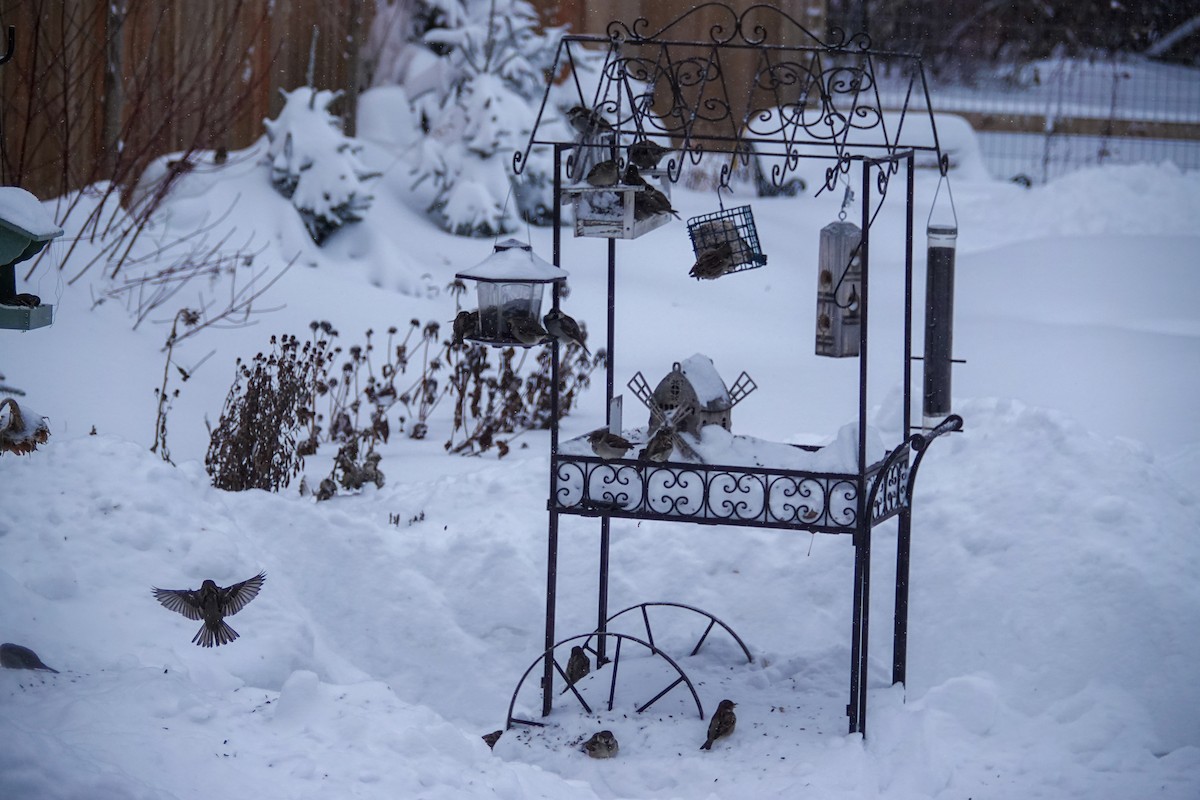 דרור הבית - ML647203394