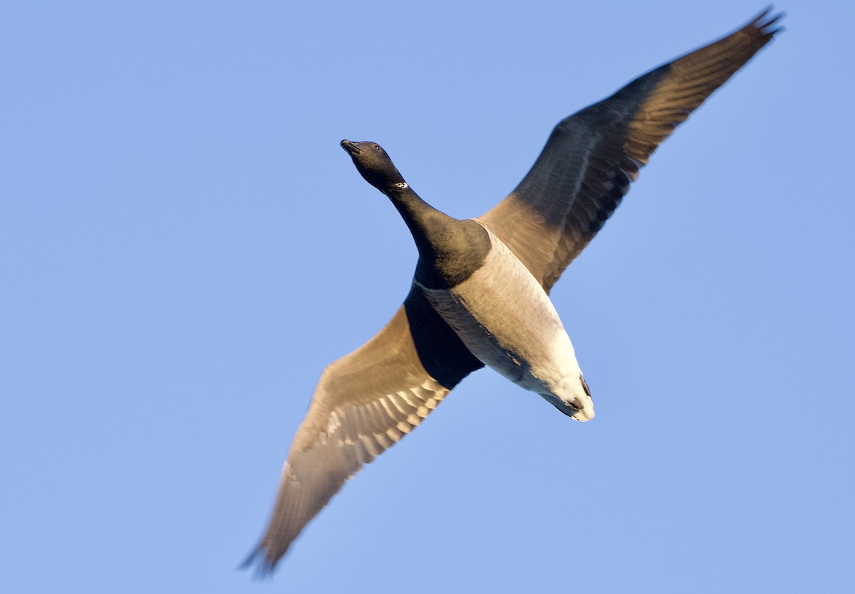 Yosun Kazı - ML647203395