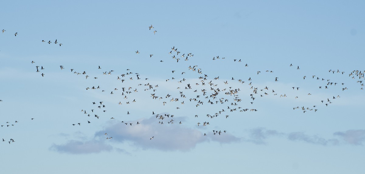 Yosun Kazı - ML647203396