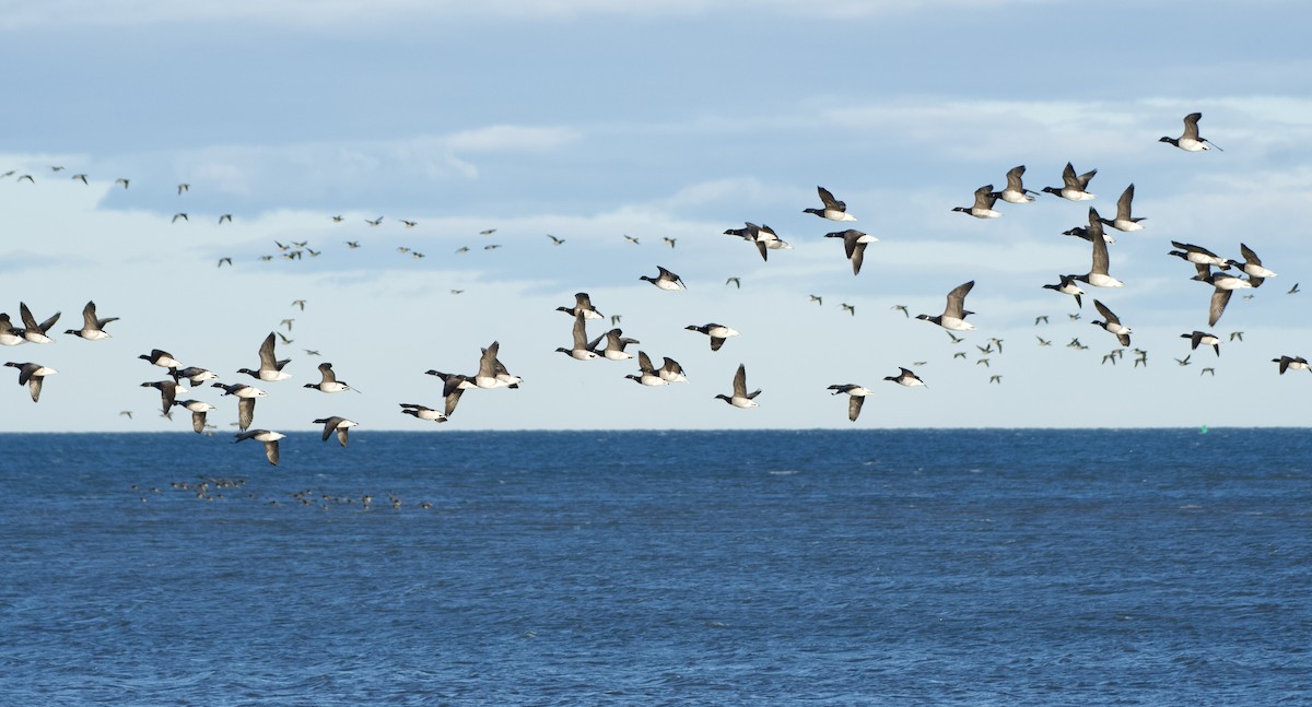 Yosun Kazı - ML647203397