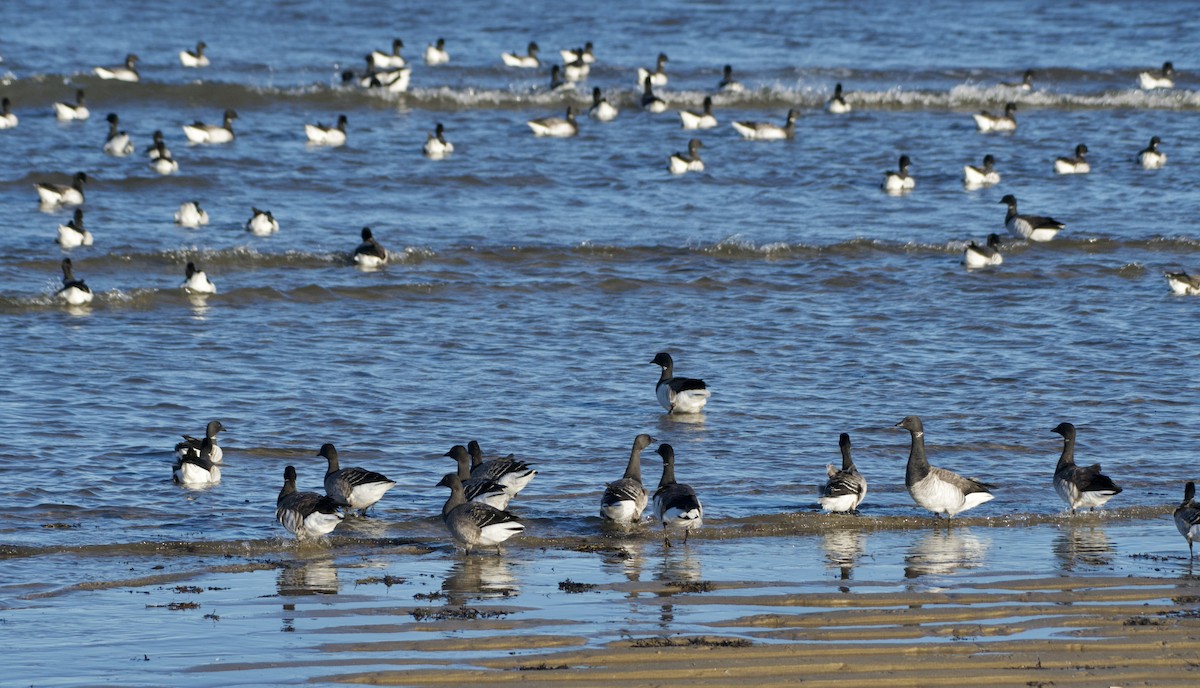 Yosun Kazı - ML647203398