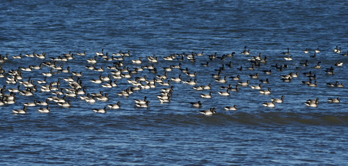 Yosun Kazı - ML647203399