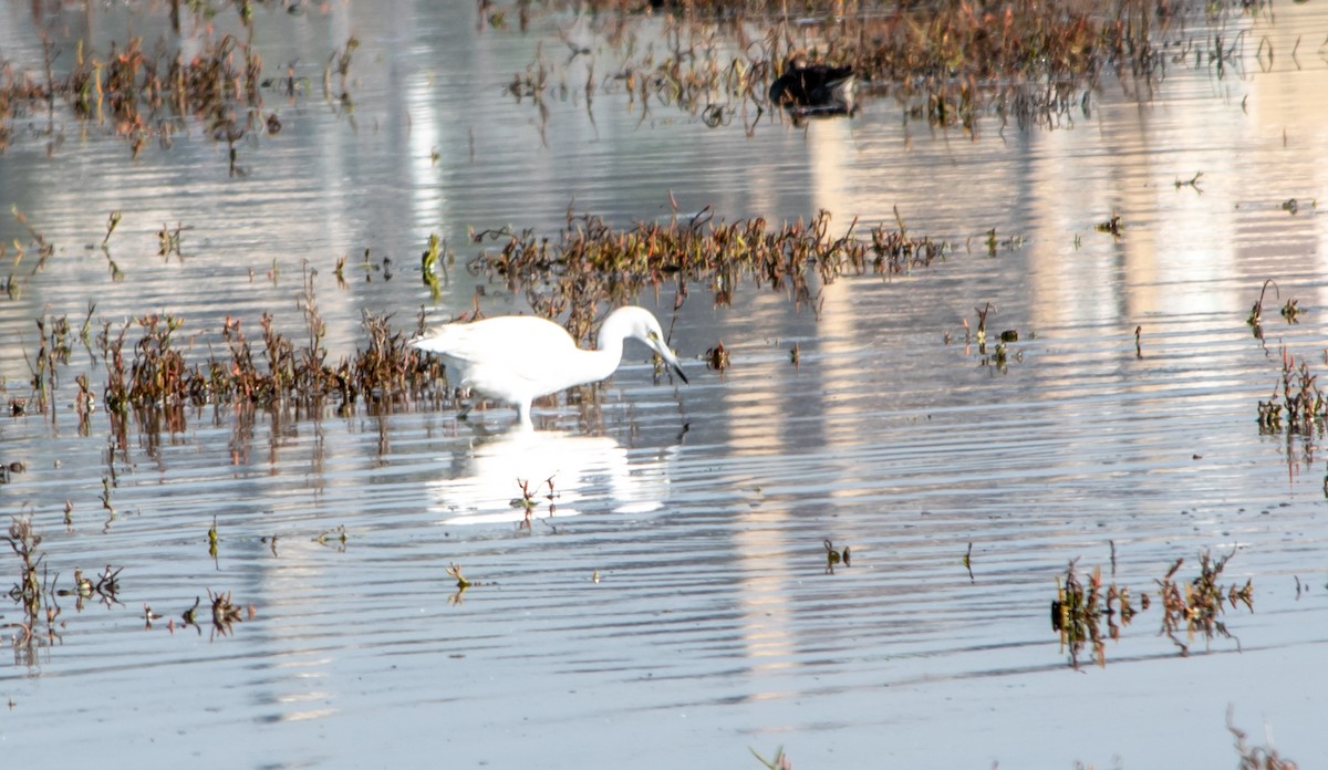 volavka modrošedá - ML647203403