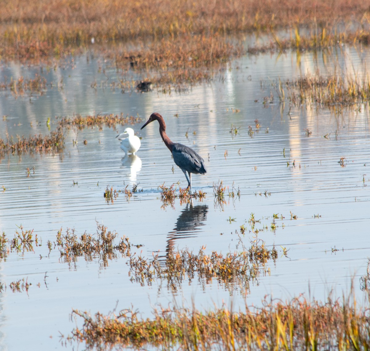 Reddish Egret - ML647203408