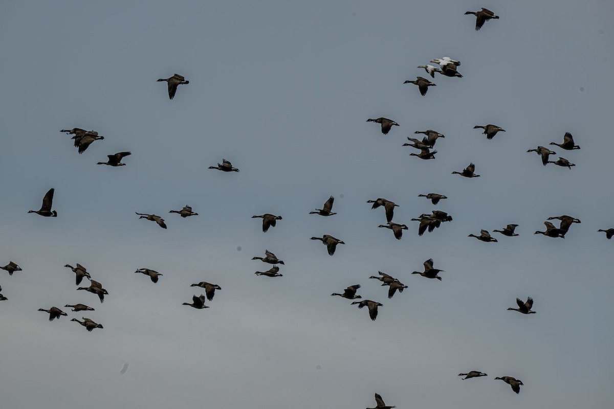 Barnacla Canadiense Grande - ML647203416