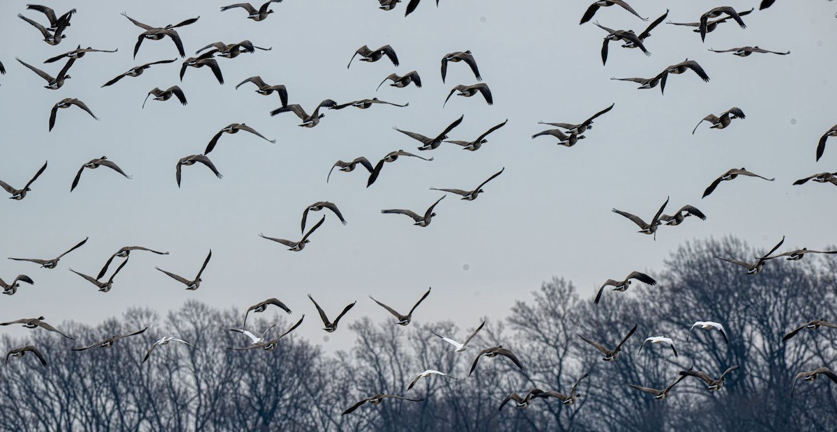 Barnacla Canadiense Grande - ML647203417