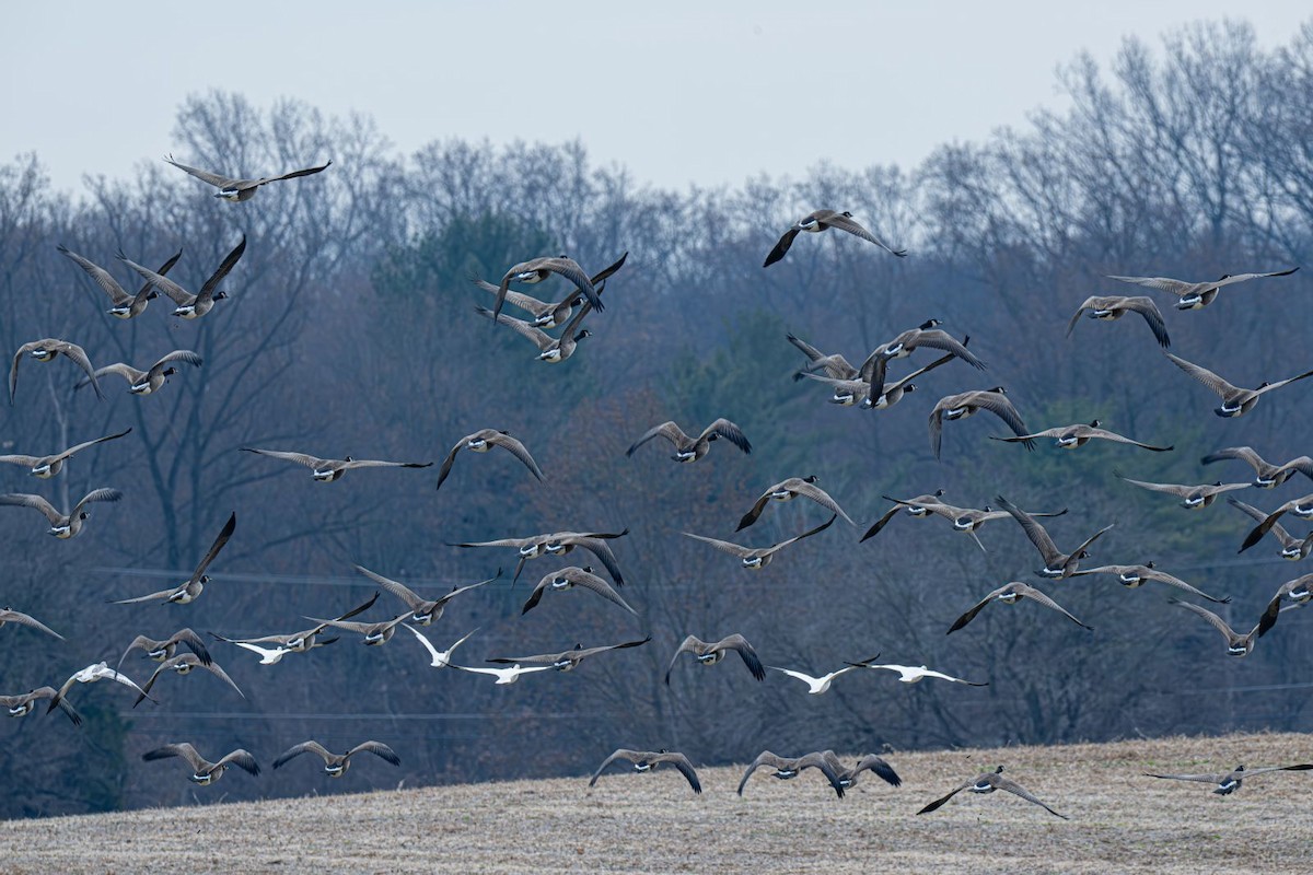 Barnacla Canadiense Grande - ML647203418