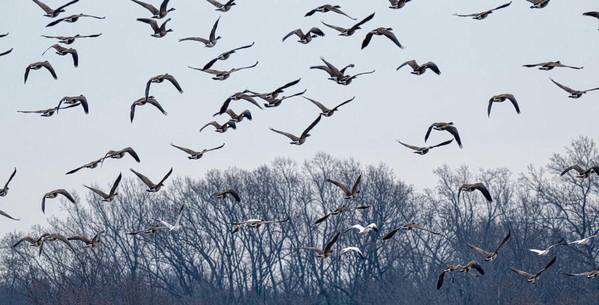 Barnacla Canadiense Grande - ML647203419