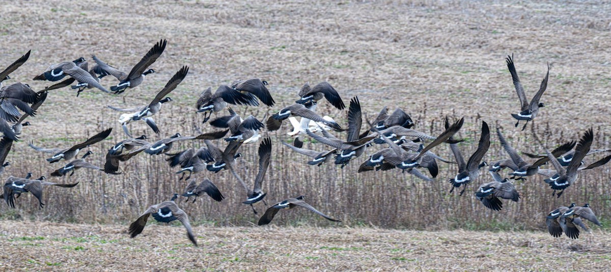 Barnacla Canadiense Grande - ML647203420