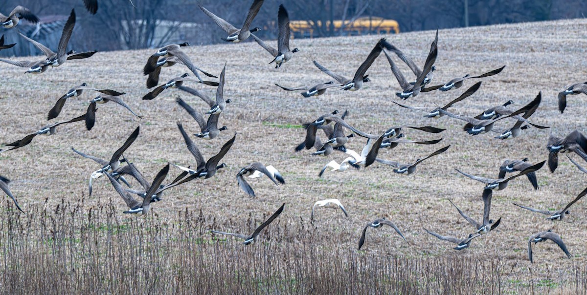 Barnacla Canadiense Grande - ML647203421