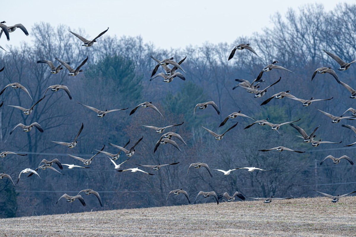 Barnacla Canadiense Grande - ML647203422