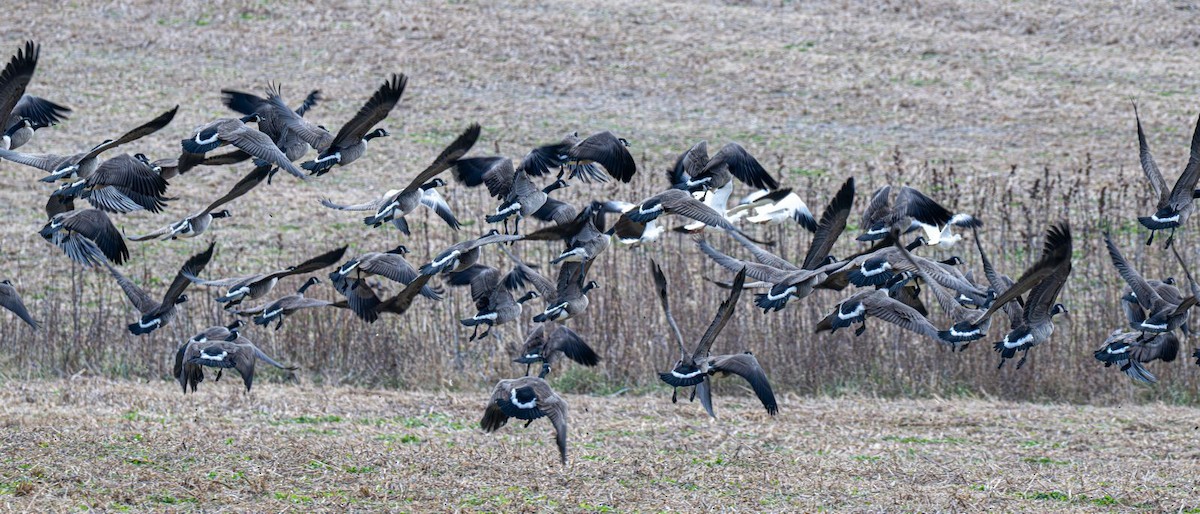 Barnacla Canadiense Grande - ML647203423