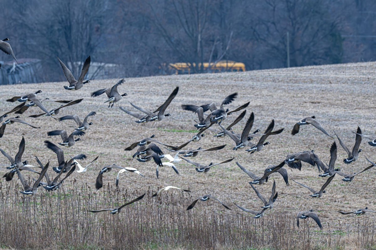 Barnacla Canadiense Grande - ML647203424