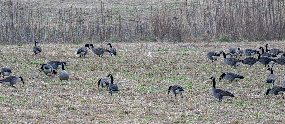 Barnacla Canadiense Grande - ML647203425