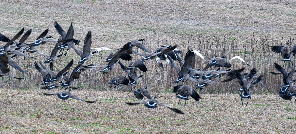 Barnacla Canadiense Grande - ML647203426