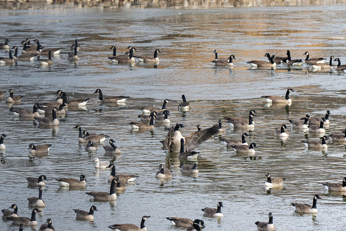 Barnacla Canadiense Grande - ML647203427