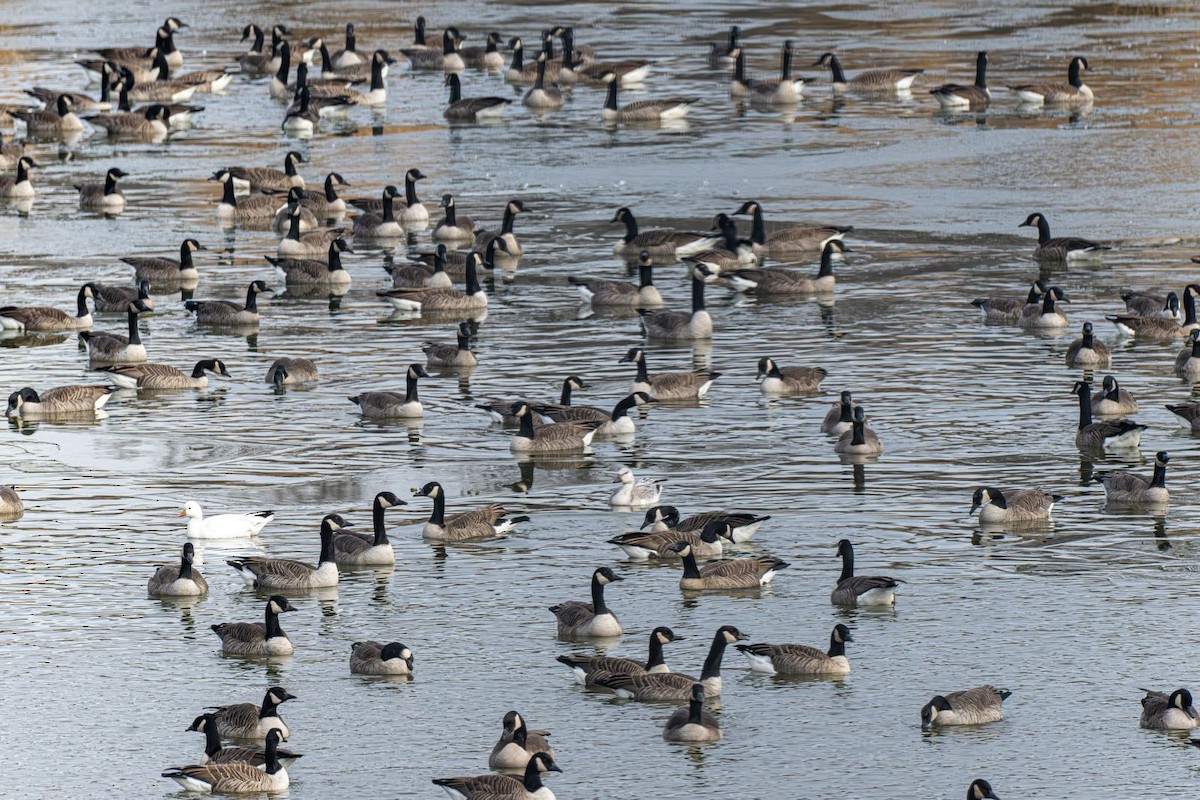 Barnacla Canadiense Grande - ML647203428