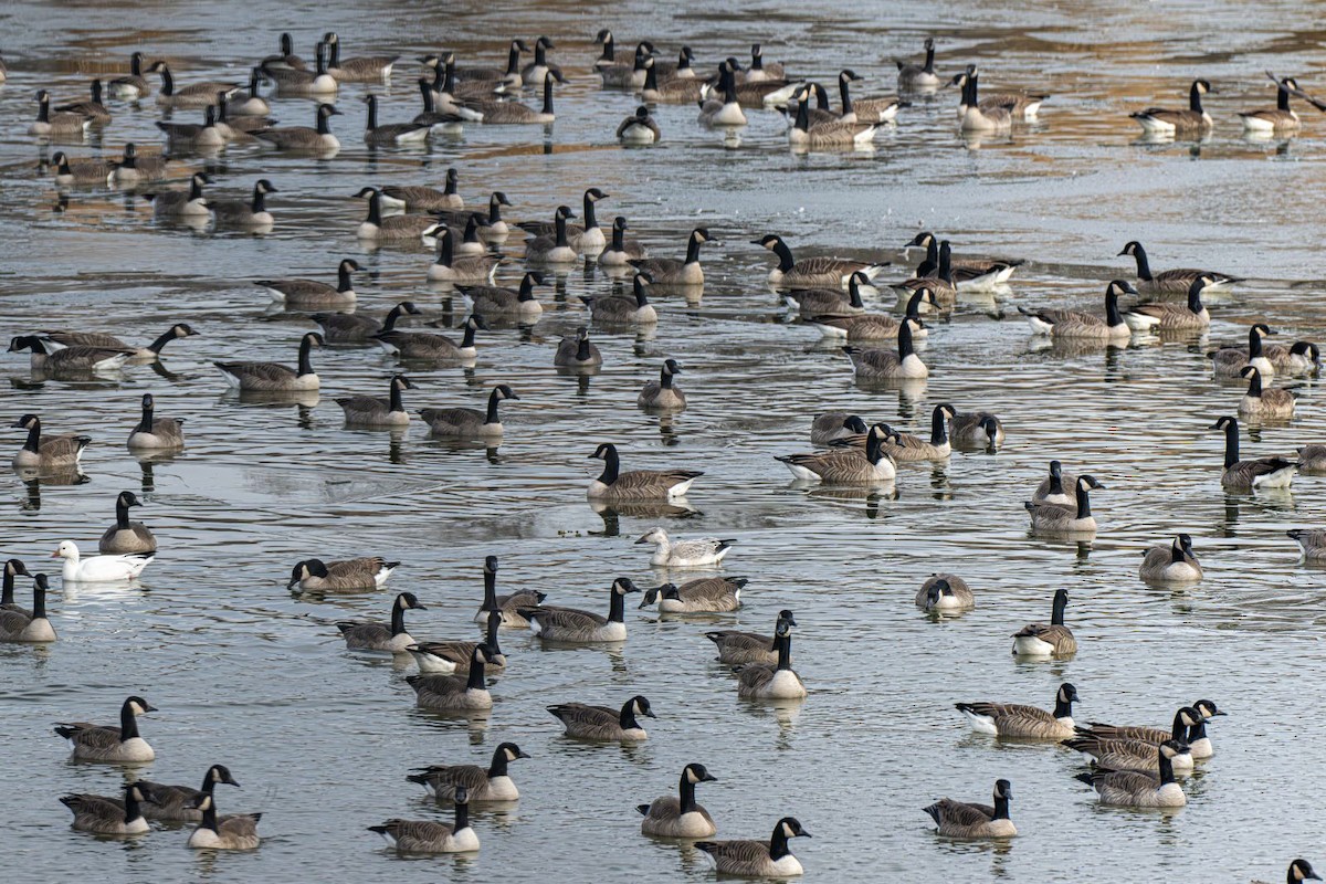 Barnacla Canadiense Grande - ML647203429