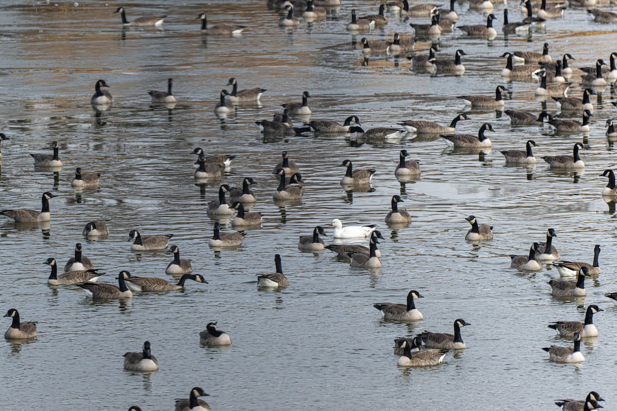 Barnacla Canadiense Grande - ML647203430