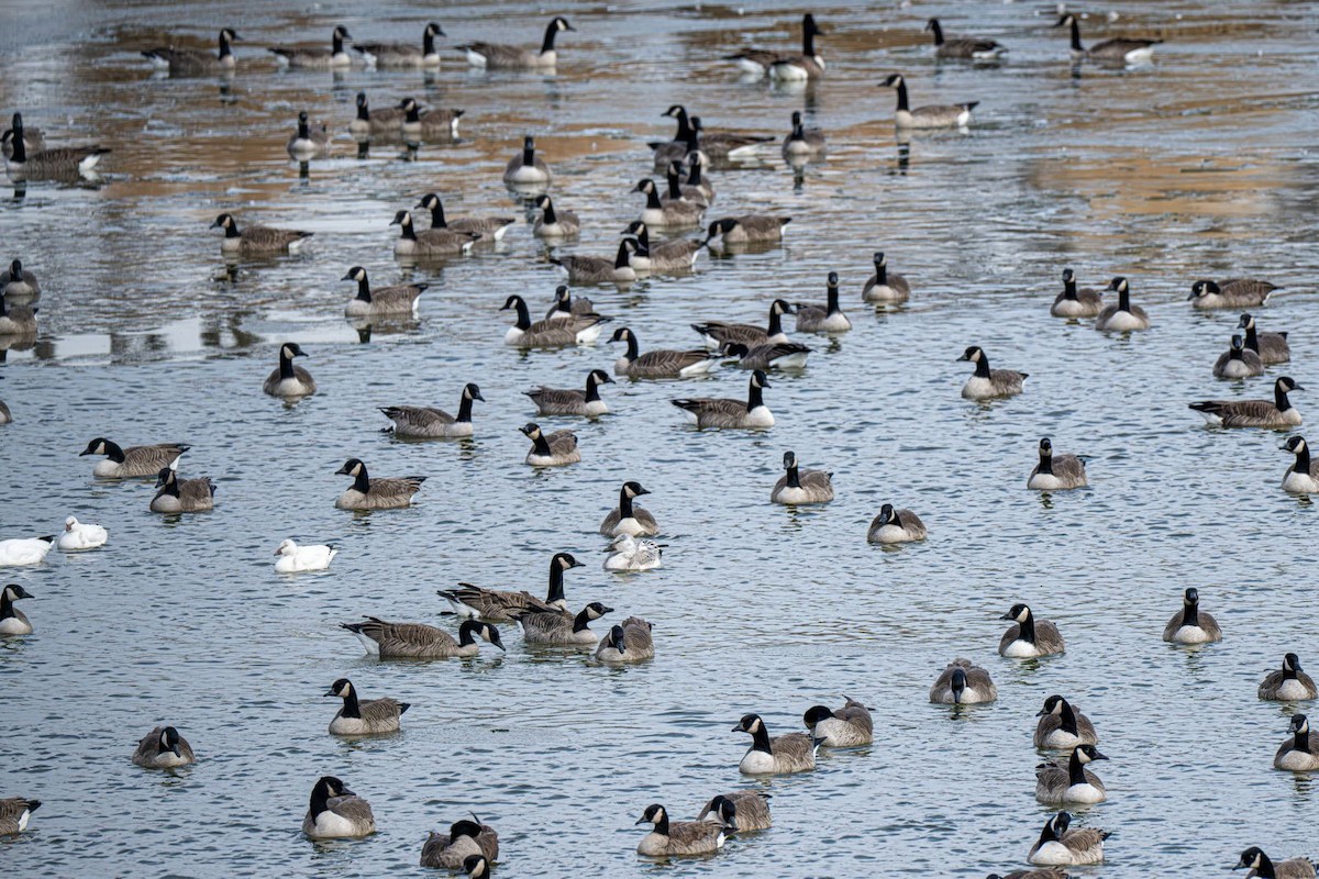 Barnacla Canadiense Grande - ML647203431