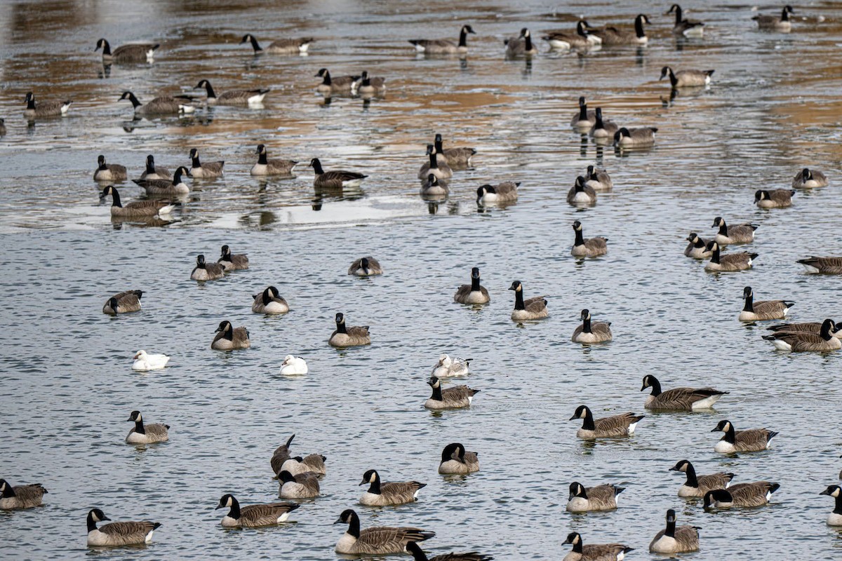 Barnacla Canadiense Grande - ML647203432