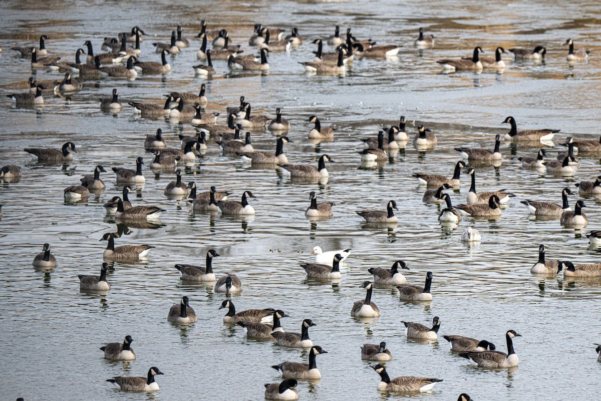 Barnacla Canadiense Grande - ML647203433