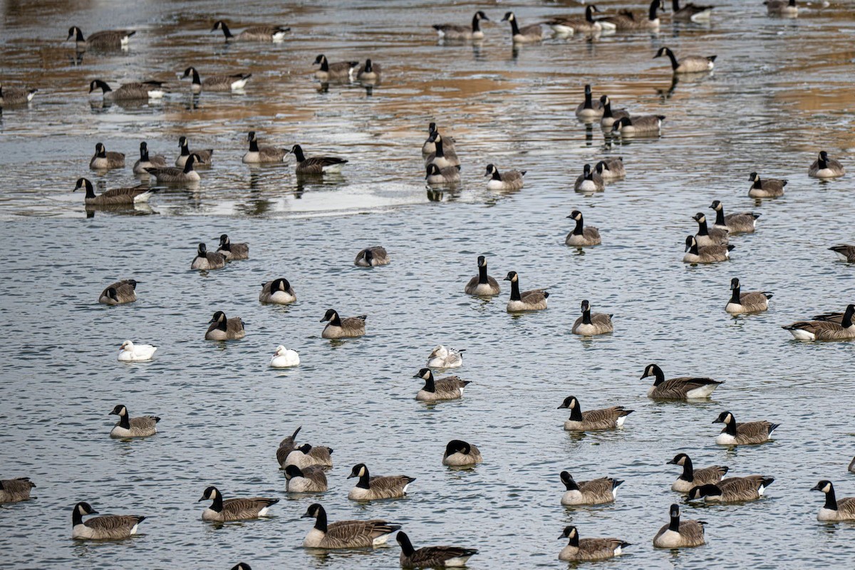 Barnacla Canadiense Grande - ML647203434