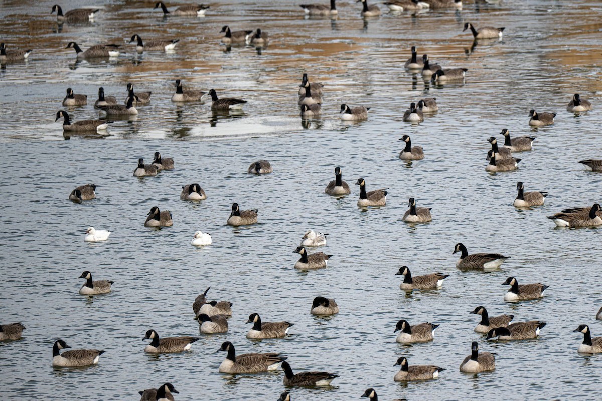 Barnacla Canadiense Grande - ML647203435