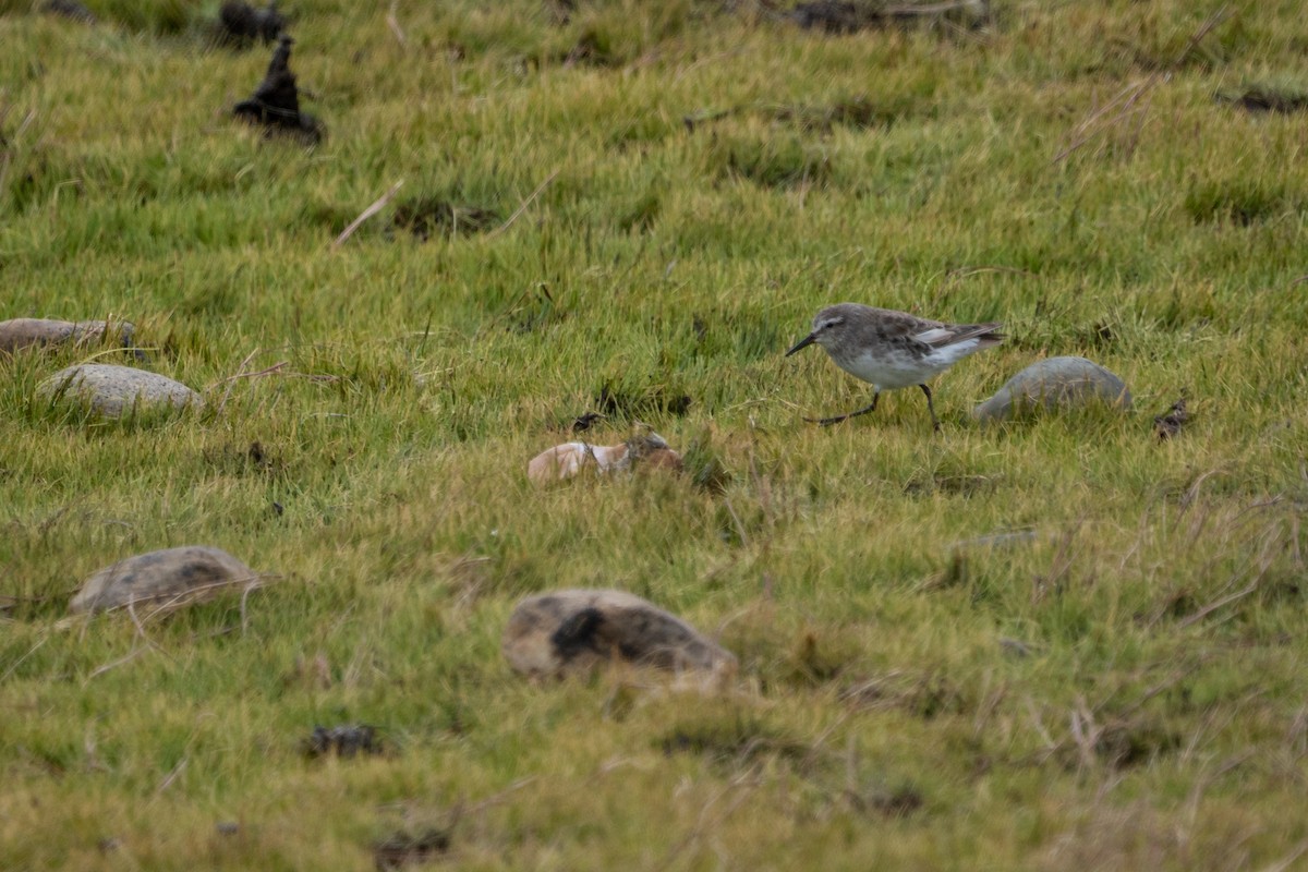 コシジロウズラシギ - ML647203436